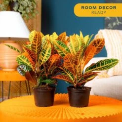 Croton Petra Indoor Plant In Grower's Pot, Average Shipping Height 1-2 Ft. Tall (2-Pack) -ECO PLANTS SHOP costa farms house plants co cp06 3 2pk 4f 1000