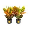 Croton Petra Indoor Plant In Grower's Pot, Average Shipping Height 1-2 Ft. Tall (2-Pack)