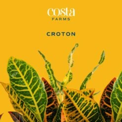 Croton Petra Indoor Plant In Grower's Pot, Average Shipping Height 1-2 Ft. Tall (2-Pack) -ECO PLANTS SHOP costa farms house plants co cp06 3 2pk c3 1000