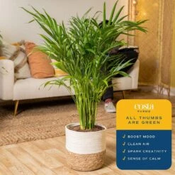 10 In. Cateracterum Indoor Palm (Cat Palm) Plant In Decor Weave Basket Planter, Average Shipping Height 3-4 Ft. Tall -ECO PLANTS SHOP costa farms house plants co ct10 3 cyl 1f 1000