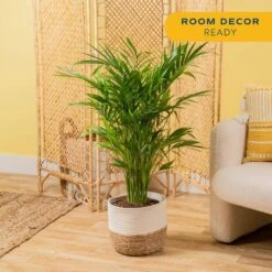 10 In. Cateracterum Indoor Palm (Cat Palm) Plant In Decor Weave Basket Planter, Average Shipping Height 3-4 Ft. Tall -ECO PLANTS SHOP costa farms house plants co ct10 3 cyl 4f 1000