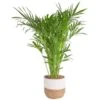 10 In. Cateracterum Indoor Palm (Cat Palm) Plant In Decor Weave Basket Planter, Average Shipping Height 3-4 Ft. Tall -ECO PLANTS SHOP costa farms house plants co ct10 3 cyl 64 1000