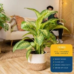 Dieffenbachia Indoor Plant In 10 In. Decor Weave Basket Planter, Avg. Shipping Height 2-3 Ft. Tall 14 Dieffenbachia Indoor Plant In 10 In. Decor Weave Basket Planter, Avg. Shipping Height 2-3 Ft. Tall -ECO PLANTS SHOP costa farms house plants co de10 3 cyl 1f 1000