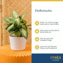 Dieffenbachia Indoor Plant In 10 In. Decor Weave Basket Planter, Avg. Shipping Height 2-3 Ft. Tall 15 Dieffenbachia Indoor Plant In 10 In. Decor Weave Basket Planter, Avg. Shipping Height 2-3 Ft. Tall -ECO PLANTS SHOP costa farms house plants co de10 3 cyl 44 1000