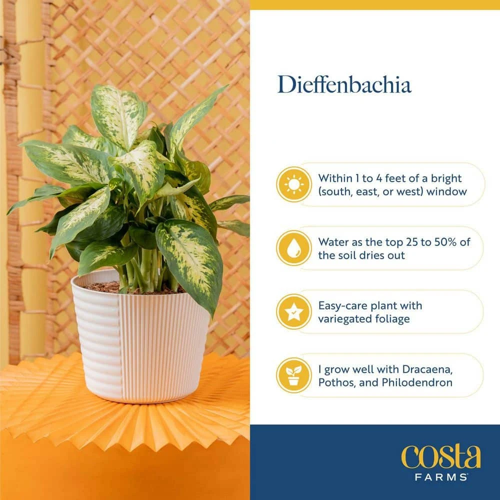 Dieffenbachia Indoor Plant In 10 In. Decor Weave Basket Planter, Avg. Shipping Height 2-3 Ft. Tall 8 Dieffenbachia Indoor Plant In 10 In. Decor Weave Basket Planter, Avg. Shipping Height 2-3 Ft. Tall - Image 6