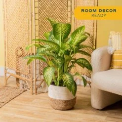 Dieffenbachia Indoor Plant In 10 In. Decor Weave Basket Planter, Avg. Shipping Height 2-3 Ft. Tall 13 Dieffenbachia Indoor Plant In 10 In. Decor Weave Basket Planter, Avg. Shipping Height 2-3 Ft. Tall -ECO PLANTS SHOP costa farms house plants co de10 3 cyl 4f 1000