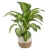Dieffenbachia Indoor Plant In 10 In. Decor Weave Basket Planter, Avg. Shipping Height 2-3 Ft. Tall 1 Dieffenbachia Indoor Plant In 10 In. Decor Weave Basket Planter, Avg. Shipping Height 2-3 Ft. Tall -ECO PLANTS SHOP costa farms house plants co de10 3 cyl 64 1000