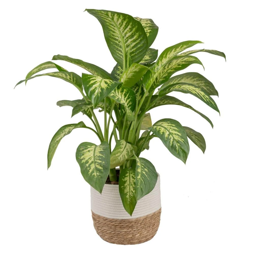 Dieffenbachia Indoor Plant In 10 In. Decor Weave Basket Planter, Avg. Shipping Height 2-3 Ft. Tall 3 Dieffenbachia Indoor Plant In 10 In. Decor Weave Basket Planter, Avg. Shipping Height 2-3 Ft. Tall