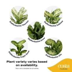Dieffenbachia Indoor Plant In 6 In. Self-Watering Decor Planter, Average Shipping Height 1-2 Ft. Tall -ECO PLANTS SHOP costa farms house plants co df06 3 cyl 44 1000