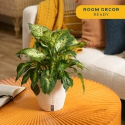 Dieffenbachia Indoor Plant In 6 In. Self-Watering Decor Planter, Average Shipping Height 1-2 Ft. Tall -ECO PLANTS SHOP costa farms house plants co df06 3 cyl 4f 1000