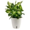 Dieffenbachia Indoor Plant In 6 In. Self-Watering Decor Planter, Average Shipping Height 1-2 Ft. Tall