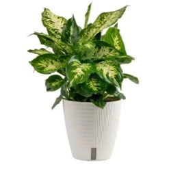 Dieffenbachia Indoor Plant In 6 In. Self-Watering Decor Planter, Average Shipping Height 1-2 Ft. Tall