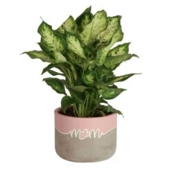 Grower's Choice Dieffenbachia Indoor Plant In 6 In. Decor Planter, Avg. Shipping Height 1-2 Ft. Tall