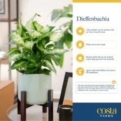 Dieffenbachia Indoor Plant In 6 In. Decor Planter, Average Shipping Height 1-2 Ft. Tall -ECO PLANTS SHOP costa farms house plants co df06 3 midwhtstd 1f 1000