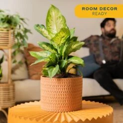 Dieffenbachia Indoor Plant In 6 In. Decor Planter, Average Shipping Height 1-2 Ft. Tall -ECO PLANTS SHOP costa farms house plants co df06 3 midwhtstd 4f 1000