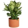 Dieffenbachia Indoor Plant In 6 In. Decor Planter, Average Shipping Height 1-2 Ft. Tall -ECO PLANTS SHOP costa farms house plants co df06 3 midwhtstd 64 1000