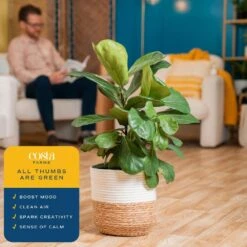 Ficus Lyrata Fiddle Leaf Bush Indoor Floor Plant In 9.25 In. Decor Basket, Avg. Shipping Height 3-4 Ft. -ECO PLANTS SHOP costa farms house plants co fl10 3 cyl 1f 1000