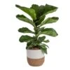 Ficus Lyrata Fiddle Leaf Bush Indoor Floor Plant In 9.25 In. Decor Basket, Avg. Shipping Height 3-4 Ft. -ECO PLANTS SHOP costa farms house plants co fl10 3 cyl 64 1000