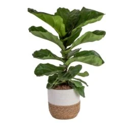 Ficus Lyrata Fiddle Leaf Bush Indoor Floor Plant In 9.25 In. Decor Basket, Avg. Shipping Height 3-4 Ft.
