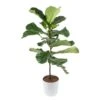 Fiddle Leaf Fig Indoor Plant In 10 In. Decor Planter, Average Shipping Height 3-4 Ft. Tall -ECO PLANTS SHOP costa farms house plants co fl11 3 cyl 64 1000