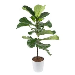 Fiddle Leaf Fig Indoor Plant In 10 In. Decor Planter, Average Shipping Height 3-4 Ft. Tall
