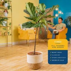 Ficus Lyrata Fiddle Leaf Fig Indoor Plant In 10 In. Decor Basket Planter, Average Shipping Height 3-4 Ft. Tall -ECO PLANTS SHOP costa farms house plants co fl11 3 sea 1f 1000