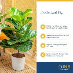 Ficus Lyrata Fiddle Leaf Fig Indoor Plant In 10 In. Decor Basket Planter, Average Shipping Height 3-4 Ft. Tall -ECO PLANTS SHOP costa farms house plants co fl11 3 sea 44 1000
