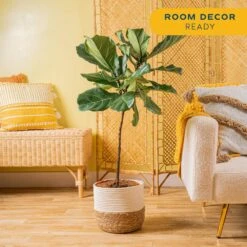Ficus Lyrata Fiddle Leaf Fig Indoor Plant In 10 In. Decor Basket Planter, Average Shipping Height 3-4 Ft. Tall -ECO PLANTS SHOP costa farms house plants co fl11 3 sea 4f 1000