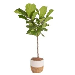 Ficus Lyrata Fiddle Leaf Fig Indoor Plant In 10 In. Decor Basket Planter, Average Shipping Height 3-4 Ft. Tall