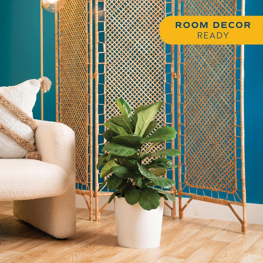 Fiddle Leaf Fig Indoor Plant In 10 In. Decor Planter, Avg. Shipping Height 2-3 Ft. Tall 10 Fiddle Leaf Fig Indoor Plant In 10 In. Decor Planter, Avg. Shipping Height 2-3 Ft. Tall - Image 8