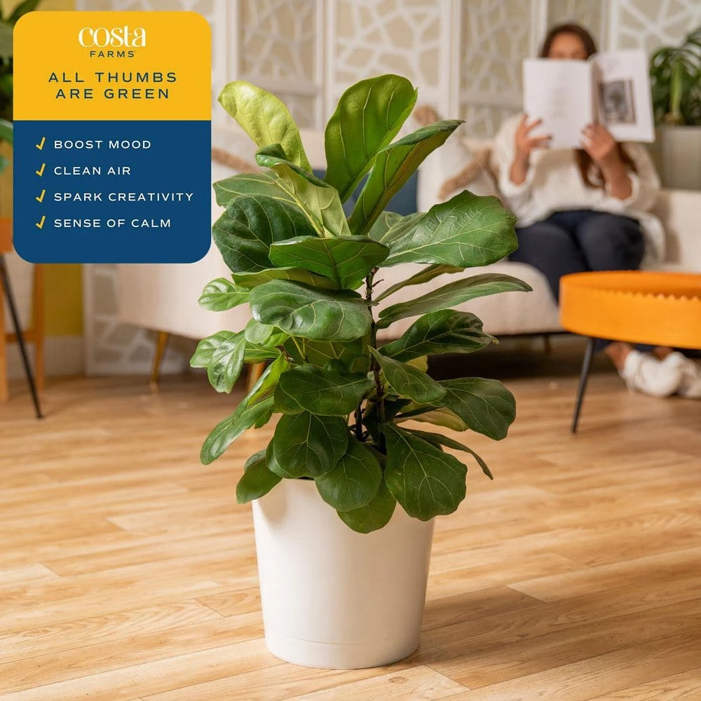 Fiddle Leaf Fig Indoor Plant In 10 In. Decor Planter, Avg. Shipping Height 2-3 Ft. Tall 6 Fiddle Leaf Fig Indoor Plant In 10 In. Decor Planter, Avg. Shipping Height 2-3 Ft. Tall - Image 4