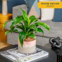 Grower's Choice Dracaena Indoor Plant In 6 In. Decor Pot, Avg. Shipping Height 1-2 Ft. Tall -ECO PLANTS SHOP costa farms house plants co jc06 3 2to 44 1000