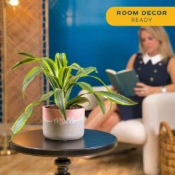 Grower's Choice Dracaena Indoor Plant In 6 In. Decor Pot, Avg. Shipping Height 1-2 Ft. Tall -ECO PLANTS SHOP costa farms house plants co jc06 3 2to 4f 1000