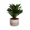 Grower's Choice Dracaena Indoor Plant In 6 In. Decor Pot, Avg. Shipping Height 1-2 Ft. Tall -ECO PLANTS SHOP costa farms house plants co jc06 3 2to 64 1000