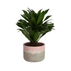 Grower's Choice Dracaena Indoor Plant In 6 In. Decor Pot, Avg. Shipping Height 1-2 Ft. Tall