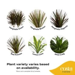 Grower's Choice Dracaena Indoor Plant In 6 In. Heart White Decor Pot, Avg. Shipping Height 10 In. Tall -ECO PLANTS SHOP costa farms house plants co jc06 3 hsh 1f 1000