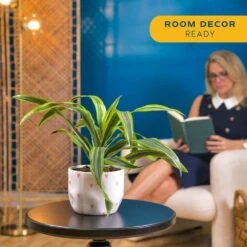 Grower's Choice Dracaena Indoor Plant In 6 In. Heart White Decor Pot, Avg. Shipping Height 10 In. Tall -ECO PLANTS SHOP costa farms house plants co jc06 3 hsh 44 1000