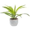 Grower's Choice Dracaena Indoor Plant In 6 In. Heart White Decor Pot, Avg. Shipping Height 10 In. Tall -ECO PLANTS SHOP costa farms house plants co jc06 3 hsh 64 1000