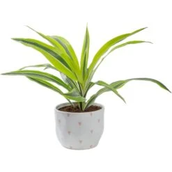 Grower's Choice Dracaena Indoor Plant In 6 In. Heart White Decor Pot, Avg. Shipping Height 10 In. Tall