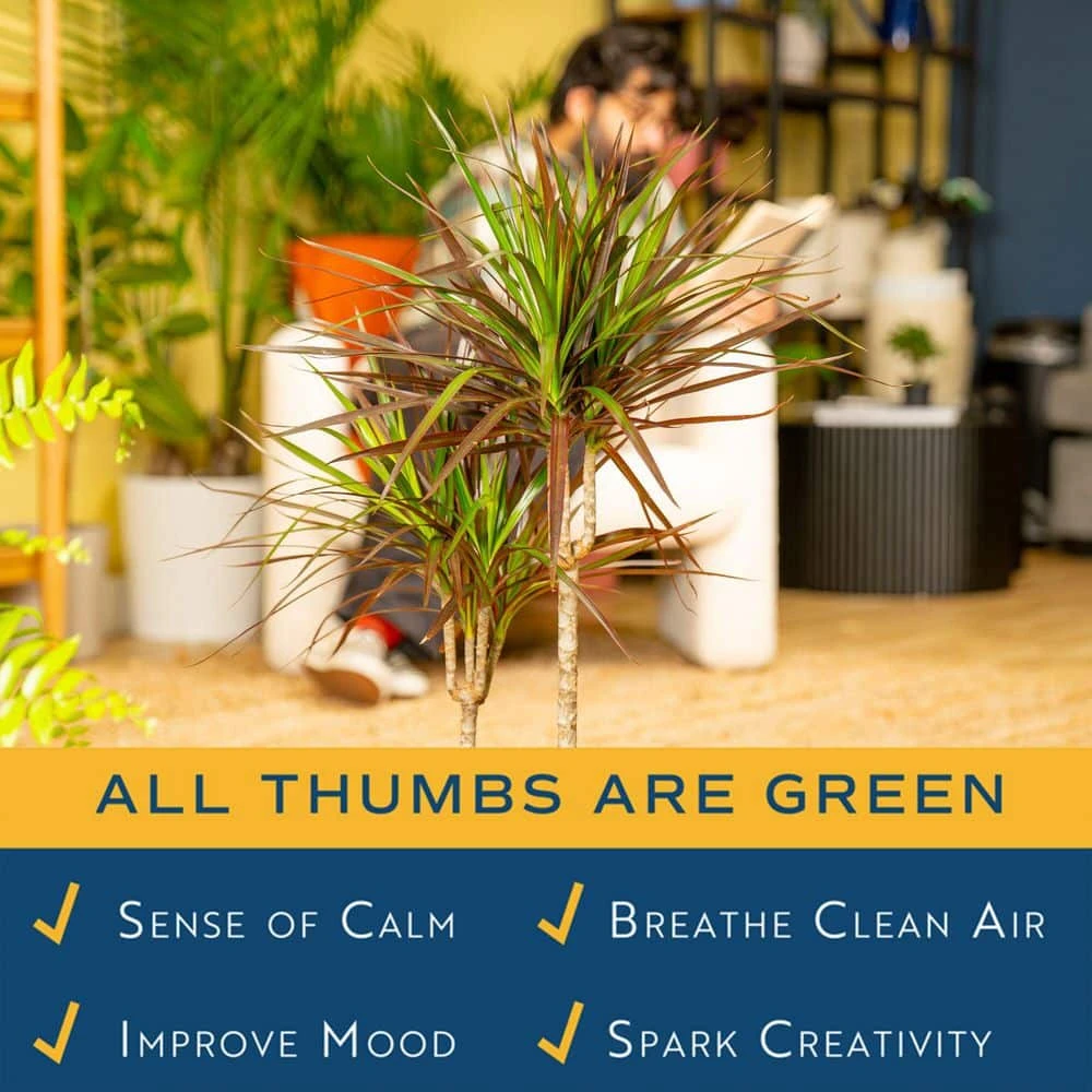 Marginata Indoor Plant In 10 In. Decor Pot, Avg. Shipping Height 2-3 Ft. Tall 6 Marginata Indoor Plant In 10 In. Decor Pot, Avg. Shipping Height 2-3 Ft. Tall - Image 4