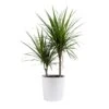 Marginata Indoor Plant In 10 In. Decor Pot, Avg. Shipping Height 2-3 Ft. Tall -ECO PLANTS SHOP costa farms house plants co ma10 3 cyl 64 1000