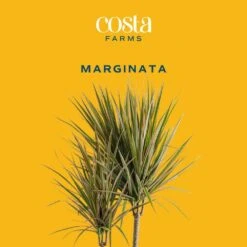 Marginata Indoor Plant In 10 In. Decor Pot, Avg. Shipping Height 2-3 Ft. Tall 11 Marginata Indoor Plant In 10 In. Decor Pot, Avg. Shipping Height 2-3 Ft. Tall -ECO PLANTS SHOP costa farms house plants co ma10 3 cyl c3 1000