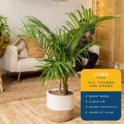 Majesty Palm Indoor Plant In 10 In. Decor Weave Basket Planter, Average Shipping Height 3-4 Ft. Tall -ECO PLANTS SHOP costa farms house plants co mp10 3 cyl 1f 1000