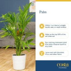 Majesty Palm Indoor Plant In 10 In. Decor Weave Basket Planter, Average Shipping Height 3-4 Ft. Tall -ECO PLANTS SHOP costa farms house plants co mp10 3 cyl 44 1000