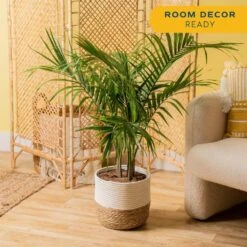 Majesty Palm Indoor Plant In 10 In. Decor Weave Basket Planter, Average Shipping Height 3-4 Ft. Tall -ECO PLANTS SHOP costa farms house plants co mp10 3 cyl 4f 1000
