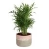 Neanthebella Palm Indoor Plant In 6 In. 2-Tone Decor Planter, Average Shipping Height 1-2 Ft. Tall -ECO PLANTS SHOP costa farms house plants co np07 3 2to 64 1000