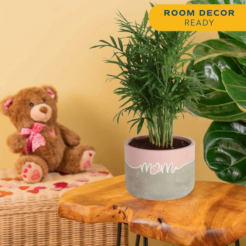 Neanthebella Palm Indoor Plant In 6 In. 2-Tone Decor Planter, Average Shipping Height 1-2 Ft. Tall 4 Neanthebella Palm Indoor Plant In 6 In. 2-Tone Decor Planter, Average Shipping Height 1-2 Ft. Tall - Image 2
