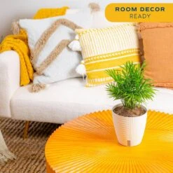 6 In. Neanthebella Palm Plant In Self-Watering Decor Pot, Avg. Shipping Height 1-2 Ft. Tall -ECO PLANTS SHOP costa farms house plants co np07 3 cyl 1f 1000