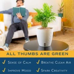 6 In. Neanthebella Palm Plant In Self-Watering Decor Pot, Avg. Shipping Height 1-2 Ft. Tall -ECO PLANTS SHOP costa farms house plants co np07 3 cyl 44 1000