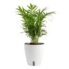 6 In. Neanthebella Palm Plant In Self-Watering Decor Pot, Avg. Shipping Height 1-2 Ft. Tall -ECO PLANTS SHOP costa farms house plants co np07 3 cyl 64 1000